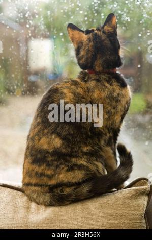 Gatto domestico, femmina adulto di tortoiseshell, seduta sul mobile accanto alla finestra con le gocce di pioggia, Inghilterra, Regno Unito Foto Stock