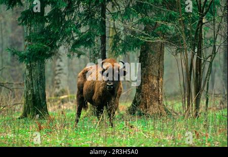 Bisoni europei (Bison bonasus), ungulati (artiodattili), bovini, mammiferi, animali, Bisonte europeo adulto, in piedi in habitat, Bialowieza Foto Stock