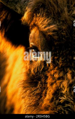 Sent, bisoni europei (Bison bonasus), ungulati (artiodattili), bovini, mammiferi, animali, Bisonte europeo primo piano di occhio di bisonte giovane Foto Stock