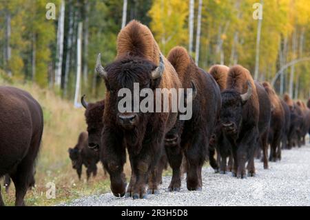 Mandria di bisonti (Bos bison athabascae), a piedi sulla strada, Muskwa Mountains, Muskwa Kechika, Northern Rockies, B. C. Canada, Autunno Foto Stock