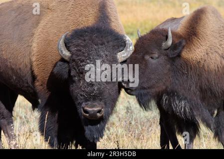 Bisonte, bisonte americano (bisonte di Bos), ungulati (artiodattili), bestiame bovino, mammiferi, animali, Bisonte, vitello con vacca Yellowstone Nat Pk USA Foto Stock