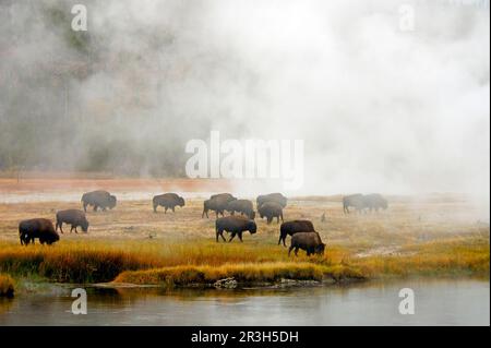 North American Bison (Bos bison) mandria vicino a vapore geotermico, Firehole River, Yellowstone N. P. Wyoming (U.) S. A Foto Stock