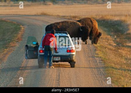 Bisonte nordamericano (bisonte) due adulti, in piedi sul sentiero vicino alla persona di fronte all'auto, Sage Creek Wilderness, Badlands N. P. South Foto Stock