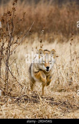 Coyote (Canis latrans) adulto, corsa e saltellante (U.) S. A Foto Stock