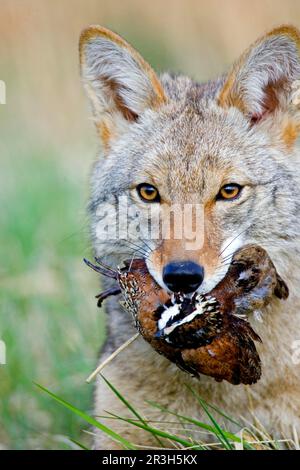 Coyote (Canis latrans) adulto, nutrimento su quaglia bobwhite, primo piano della testa (U.) S. A. mit erbeuteter Wachtel Foto Stock