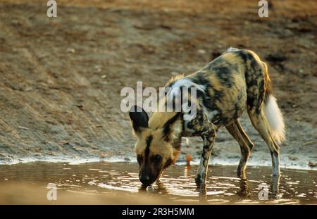 Cane selvatico africano (Licaon pictus), cani iena, canini, predatori, mammiferi, Animali Wild Dog adulto bevendo con cautela alla buca d'acqua, Savuti, Chobe N. Foto Stock