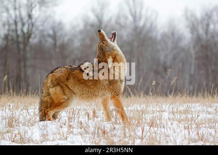 Coyote, Coyote, Coyote, Parioli (Canis latrans), Canine, predatori, mammiferi, animali, Coyote adulto, urlando, in piedi in campo coperto di neve Foto Stock