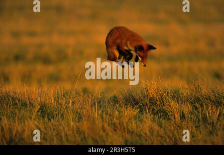 Volpi rosse, volpi rosse (vulpes Vulpes), volpi, volpi, canine, predatori, Mammiferi, animali, Caccia alla volpe rossa, salti, paludi di Elmley, Kent (S) Foto Stock