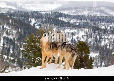 Lupo, lupi grigi (Canis lupus), specie canine, predatori, mammiferi, animali, Gray Wolf coppia adulta, urlando, in piedi nella neve, utricularia ocroleuca Foto Stock