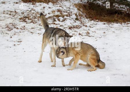 Lupo, lupi grigi (Canis lupus), canini, carnivori, mammiferi, animali, Coppia adulto lupo grigio, donna in postura sottomessa durante l'interazione con Foto Stock