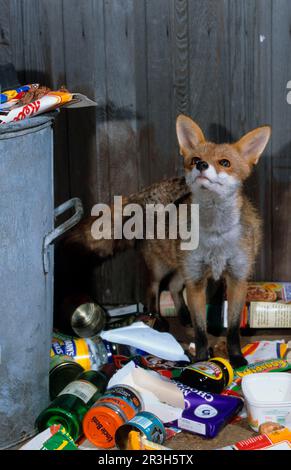 Red Fox (Vulpes vulpes) adulta raiding spazzatura bin, Yorkshire, Inghilterra, Regno Unito Foto Stock