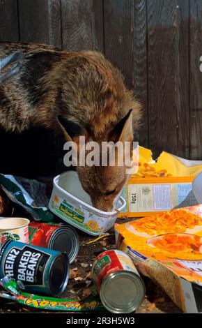 Red Fox (Vulpes vulpes) adulta raiding spazzatura bin, Yorkshire, Inghilterra, Regno Unito Foto Stock