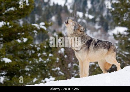 Lupo, lupi grigi (Canis lupus), specie canine, predatori, mammiferi, animali, Lupo grigio adulto, urlando, in piedi nella neve, utricularia ocroleuca (U.) Foto Stock