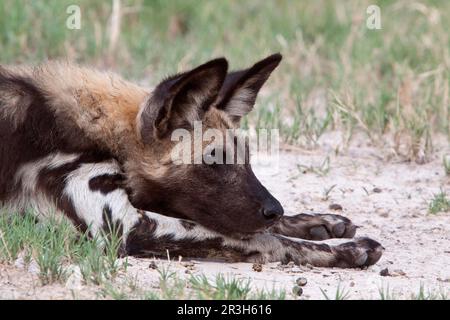 Il cane selvatico africano (Licaon pictus), simile a un cane, predatori, mammiferi, animali è un grande canide che si trova solo in Africa, specialmente nelle savane e in altri Foto Stock