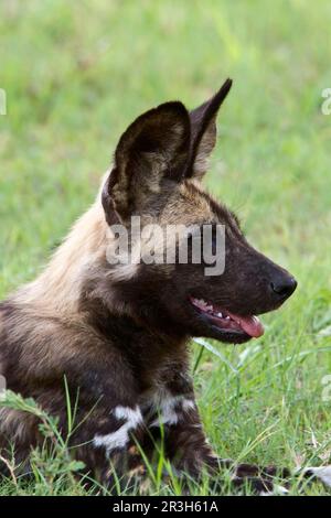 Il cane selvatico africano (Licaon pictus), simile a un cane, predatori, mammiferi, animali è un grande canide che si trova solo in Africa, specialmente nelle savane e in altri Foto Stock