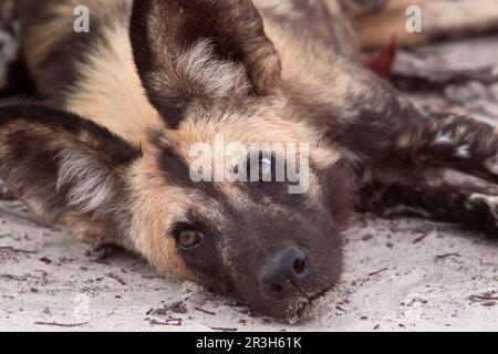 Il cane selvatico africano (Licaon pictus), simile a un cane, predatori, mammiferi, animali è un grande canide che si trova solo in Africa, specialmente nelle savane e in altri Foto Stock