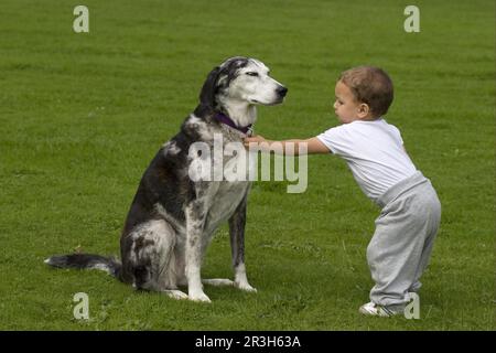 Cane domestico, Lurcher cross mongrel, adulto, seduto, con bambino nel parco, Inghilterra, Regno Unito Foto Stock