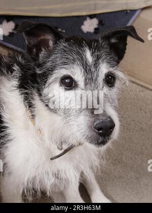 Cane domestico, crossbreed del Jack Russell Terrier, cane anziano, primo piano della testa, seduto all'interno, Inghilterra, Regno Unito Foto Stock