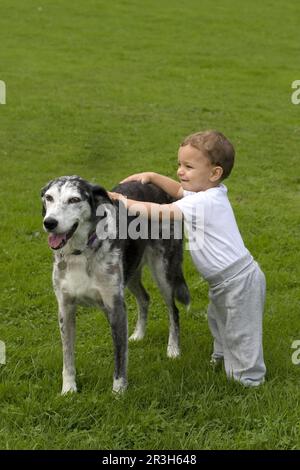 Cane domestico, Lurcher cross mongrel, adulto, in piedi, con bambino nel parco, Inghilterra, Regno Unito Foto Stock