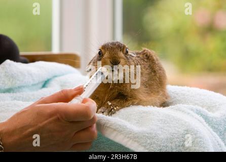 Lepre europeo (Lepus europaeus) orfana leva, essendo mano nutrita pecora sostituto del latte, seduto sul braccio umano, Hertfordshire, Inghilterra, Regno Unito Foto Stock