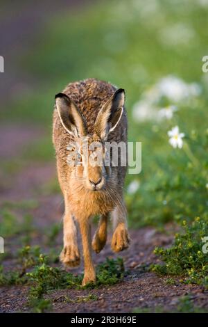 Lepre europeo (Lepus europaeus) adulto, che corre lungo la pista in campagna, Contea di Durham, Inghilterra, Regno Unito Foto Stock