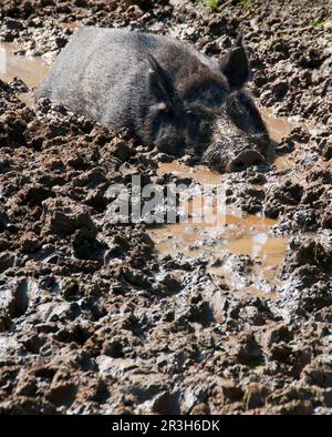 Il cinghiale eurasiatico (Sus scrofa) scrofa, scrofa nel fango in fattoria, Chipping, Lancashire, Inghilterra, Regno Unito Foto Stock