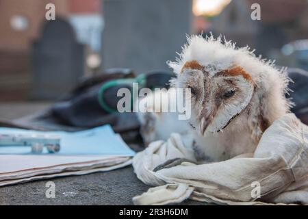 Gufo di fienile, ronzio di uccelli, pulcino (Tito alba) Foto Stock