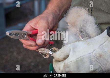 Gufo di fienile, ronzio di uccelli, pulcino (Tito alba) Foto Stock