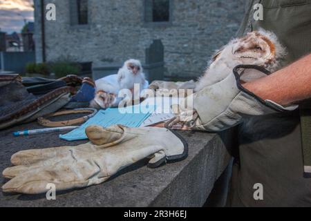 Gufo di fienile, ronzio di uccelli, pulcino (Tito alba) Foto Stock