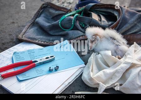 Gufo di fienile, ronzio di uccelli, pulcino (Tito alba) Foto Stock