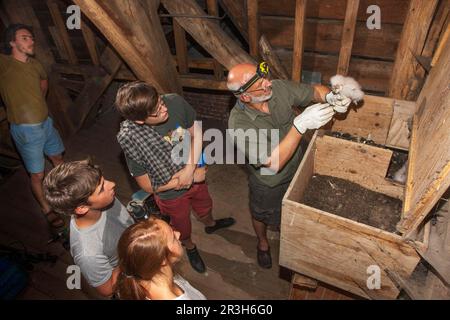 Gufo di fienile, ronzio di uccelli, pulcino (Tito alba) Foto Stock