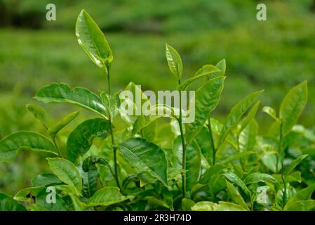 Tea Plant, Sungai Palas, BOH Tea Estate, Cameron Highlands, Malesia Foto Stock