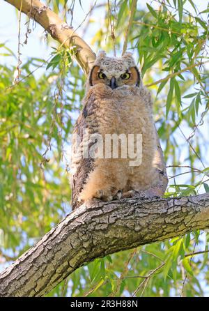 Cucciolo di gufo corno arroccato su un ramo d'albero nella foresta, Quebec, Canada Foto Stock