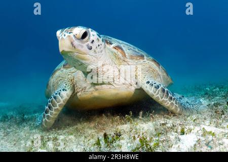 Tartaruga verde (Chelonia mydas) di fronte, prato di mare, mare di Sulu, Oceano Pacifico, Palawan, Isole Calamie, Filippine Foto Stock