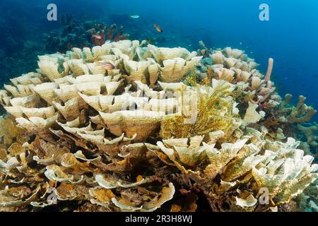 Favia corallo di pietra (Echinopora pacificus), colonia, stella di piuma di Graziler destra (Comaster gracilis), giallo, mare di Sulu, Oceano Pacifico, Palawan, Calamiano Foto Stock