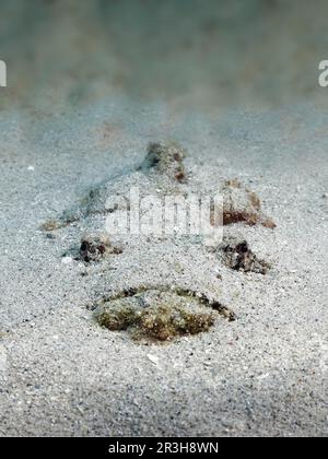 Pietra corallina (Synanceia verrucosa), molto velenoso, mimetizzazione artista, sepolto nella sabbia, mimetizzazione nel gund sabbioso, in agguato per preda, Sulu Foto Stock