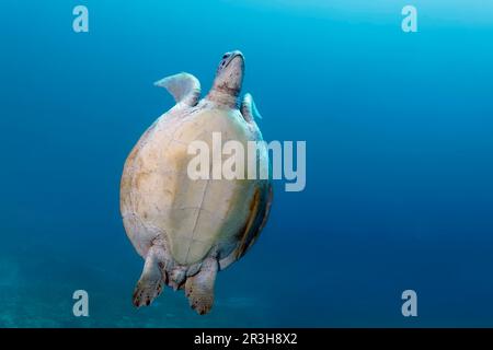 Tartaruga verde (Chelonia mydas) dal basso, immersioni per l'aria, prato di erba di mare, mare di Sulu, Oceano Pacifico, Palawan, Isole Calamie, Filippine Foto Stock