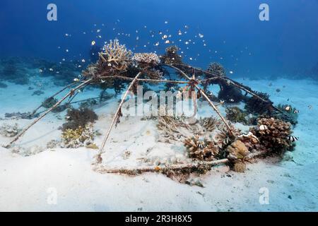 Costruzione metallica per allevamento, allevamento, riproduzione, propagazione, moltiplicazione dei coralli lapidei (Scleractinia), delle nane (Dascyllus aruanus), con rete Foto Stock