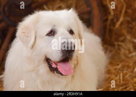 Pyrenean Mountain Dog, maschio, 9 anni, vecchio cane Foto Stock