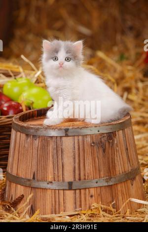 Inglese Longhair, gattino, blue-van, 6 settimane Foto Stock