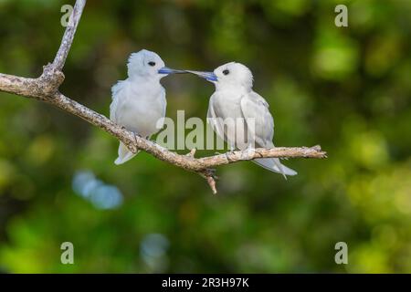 Terna bianca (Gygis alba), isola degli uccelli, Seychelles Foto Stock