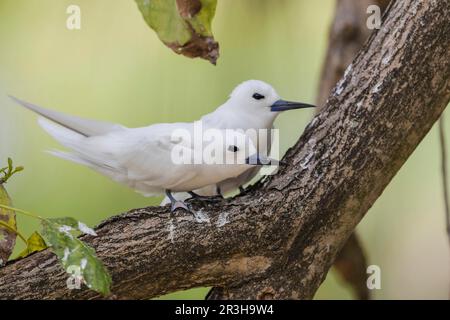 Terna bianca (Gygis alba), isola degli uccelli, Seychelles Foto Stock