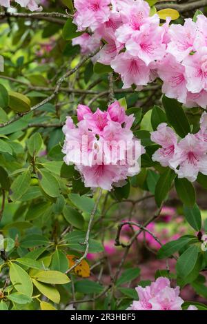 Rhododendron 'Rosa perla' fioritura in primavera. Regno Unito Foto Stock