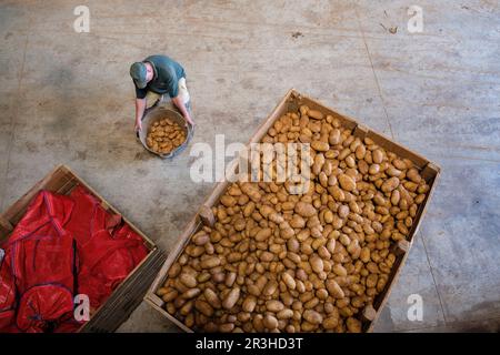 Produccion de patatas, Viuda de Antonio Serra, Sa Pobla, Maiorca, isole Baleari, Spagna. Foto Stock