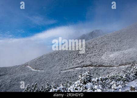 Maestose spruces bianche illuminate dalla luce del sole. Pittoresca e splendida scena vinicola. Posizione Place Carpathian parco nazionale alti Tatra, Slovacchia Europ Foto Stock