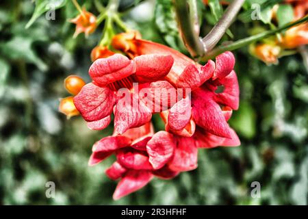 Fiore campsis bignonia Foto Stock