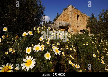 Poblado talaiótico de Els Antigors (Edad de Bronce).Ses Salines.Mallorca.Baleares.España. Foto Stock