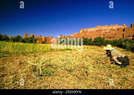 Kasbah de Ait Benhaddou (XVI secolo). Montagne dell'Atlante. Marocco. Maghreb. Africa. Foto Stock