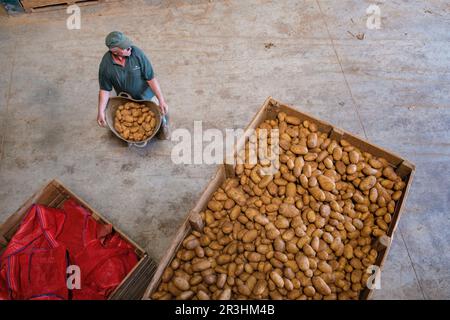 Produccion de patatas, Viuda de Antonio Serra, Sa Pobla, Maiorca, isole Baleari, Spagna. Foto Stock