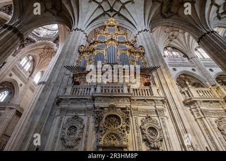 órgano del Evangelio, construido por Pedro de Echevarria en 1744, Catedral de la Asunción de la Virgen, Salamanca, comunidad autónoma de Castilla y León, Spagna. Foto Stock